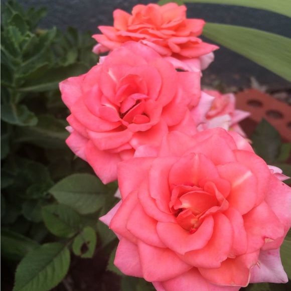 Meet your Posher, Alaina - Picture 2 of 2